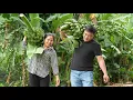 Download Lagu Doctor Long devoted all his love to Tu Yen, wanting to build a new life with her on the farm.