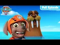 Pups Save A Walrus MORE PAW Patrol FULL EPISODES Cartoons for Kids