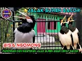 Lagu Jalak Suren Bisa Ngomong Cocok Buat Pancingan dan Masteran || pancingan jalak suren Gacor