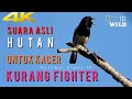 Download Lagu Kicau Burung Kacer Di Alam Liar, Untuk TERAPI Kacer Kurang FIGHTER(KUCICA KAMPUNG) part8