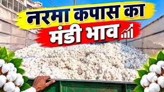 नरमा कपास का मंडी भाव | Mandi Bhav Today