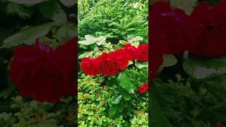 ماجد المهندس الشتا يسأل 