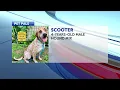 Pet Pals St Joseph Animal Shelter highlights a sweet dog named Scooter