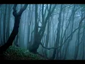 Ulver I Troldskog Faren Vild