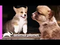 Corgi Pups Explore The World On Their Tiny Legs Too Cute