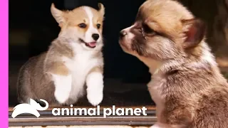 Download Corgi Pups Explore The World On Their Tiny Legs | Too Cute! MP3