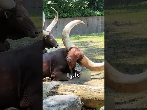 قرون هذه الأبقار ليست للزينة فقط