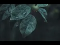 Boulevard of Broken Dreams · Roses & Revolutions | (Rain edition) Green Day Cover slowed