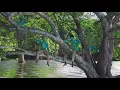 beyoncé - already (official video) ft. shatta wale & major lazer