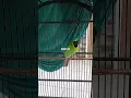 Cucak Ijo Isian Kenari. Gacorr!! #bird