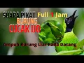 Download Lagu Suara Alam: Suara Pikat Cucak Ijo Big 1 Jam Full