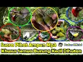 Download Lagu SUARA PIKAT AMPUH MP3 KHUSUS SEMUA JENIS BURUNG KECIL DIHUTAN - SUARA PIKAT BURUNG KECIL