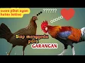 Download Lagu Suara ayam hutan betina