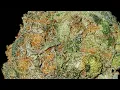 COOKIES RUNTZ STRAIN WAKE AND BAKE STYLE