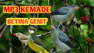 suara pikat kemade betina ribut genit memanggil sang jantan di jamin ampuh birdsounds