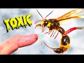 Download Lagu STUNG by Meanest Japanese Wasp!