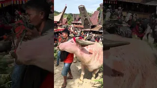 luxurious funeral in dende toraja