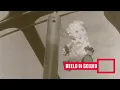 Download Lagu Slag bij Kangean (Javazee) (1942)