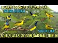 Download Lagu suara pikat sogon paling ampuh terbaru 2025 (dijamin sogon liar turun )