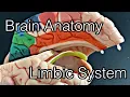 Anatomy of brain limbic system English