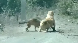 THE WOLF ATTACKED THE WRONG DOG AND LOOK WHAT HAPPENED 