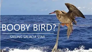 Bahamas we’re coming back [Ep 139] Sailing Salacia Star