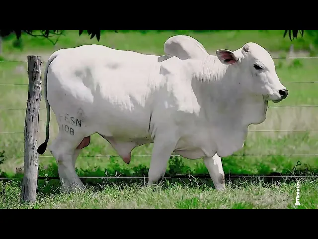 Touro Nelore FESN - 108