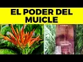 Eating MUICLE EVERY DAY will do THIS to your BODY