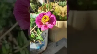 ترند علا نغمة الايفون 