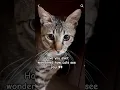 Download Lagu how cats see humans