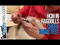 HCM testing in Ragdolls - Cheek Swab Test