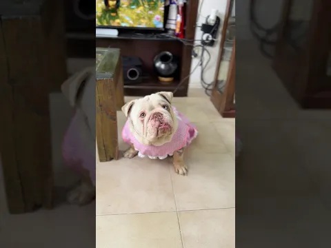 DIXY ESTÁ DESESPERADA POR REGRESAR A CLASES… Y YA SÉ POR QUÉ 😂