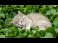 Download Lagu Rustgevende kattenmuziek voor een diepe slaap 🐱💤 – Ontspannende geluiden om je harige vriend te k...