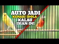 Download Lagu KENARIMU AUTO MAHAL KALO BISA MENIRUKAN SUARA BURUNG INI‼️Masteran kenari | Red siskin