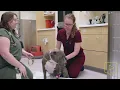 Manual Bladder Expression Veterinary Medicine