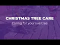 Caring for Your Live Holiday Tree KSRE