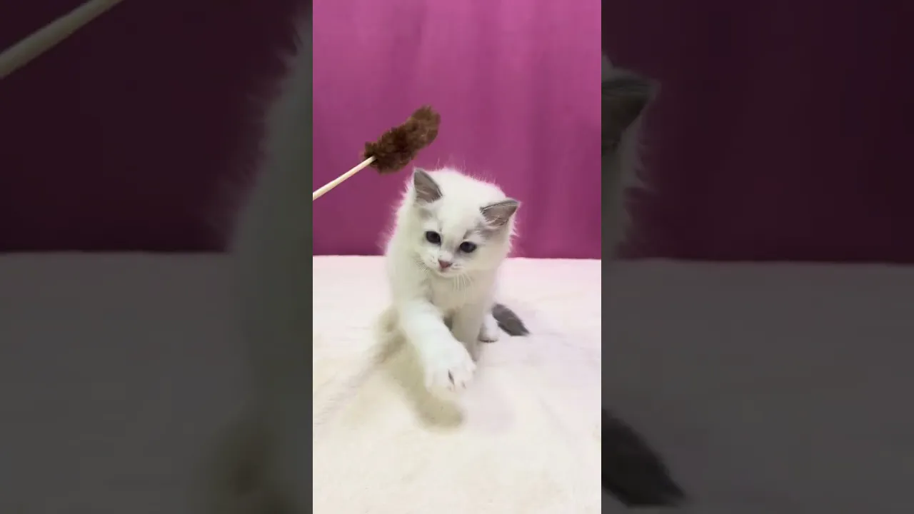 動画
