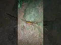 Crabby Crab