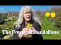 Download Lagu The Power of Dandelions