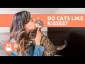 Do Cats Like Kisses - Discover the Truth