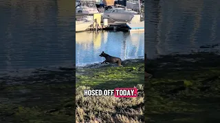 #fyp #dream #doberman #pets #youtube