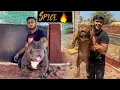 India s Best Exotic American Bully