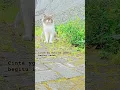 Download Lagu Lyodra - Ego #music #lyrics #lyodra #kucing