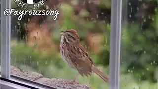 حب فيروزي جايبلي سلام عصفور الجناين 