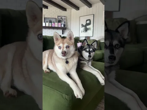 Telling Copper and Skye they’re someone’s favorite YouTube dogs