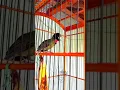 Download Lagu SUARA 1001 KICAUAN KARAKTER SUARA BURUNG SAMYONG GACOR #samyonggacor