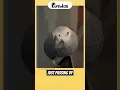 Lagu Do Parrots Love You Or Seeds? 🤔 #funfacts #shorts #pets #interestingfacts