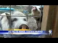 Pet pigs in Albany rehomed