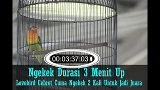 suara burung ngekek durasi 3 menit up lovebird cebret narik 2 kali langsung juara