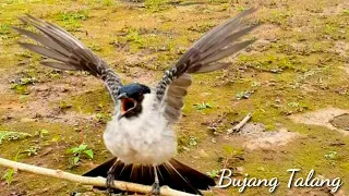 kutilang ribut garuda masteran jitu kutilang akan rajin menggaruda